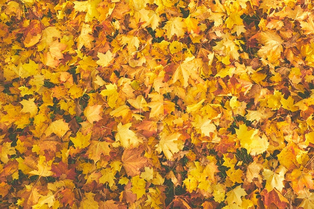 Autumn Oil